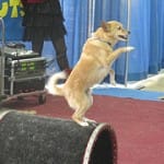 dogTrick