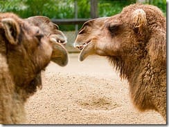 camelConversation